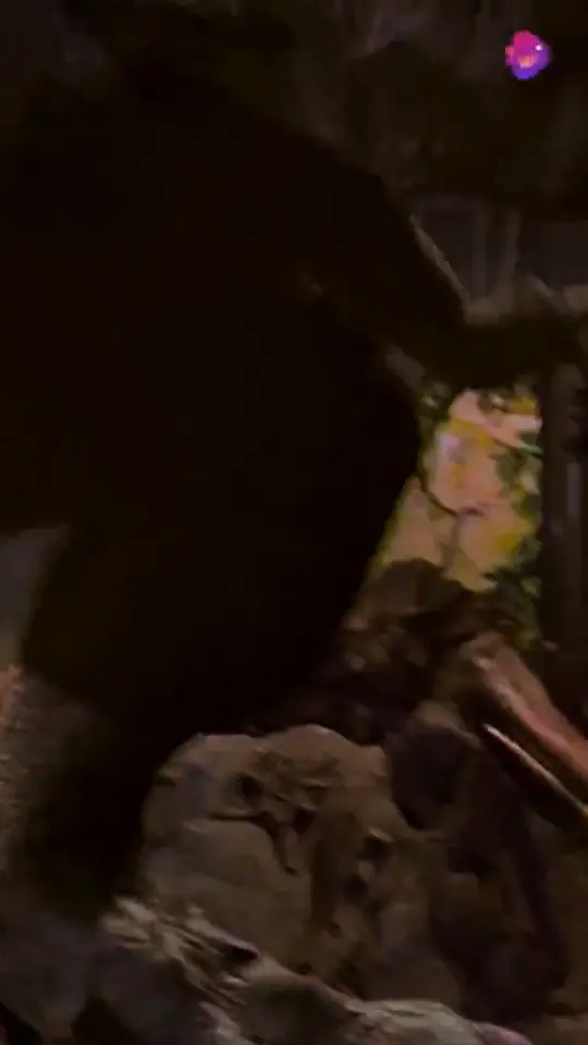 T-Rex